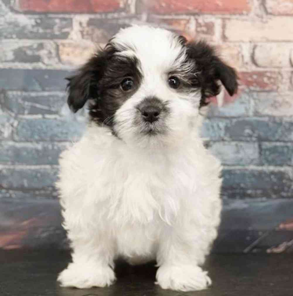 carousel pet images