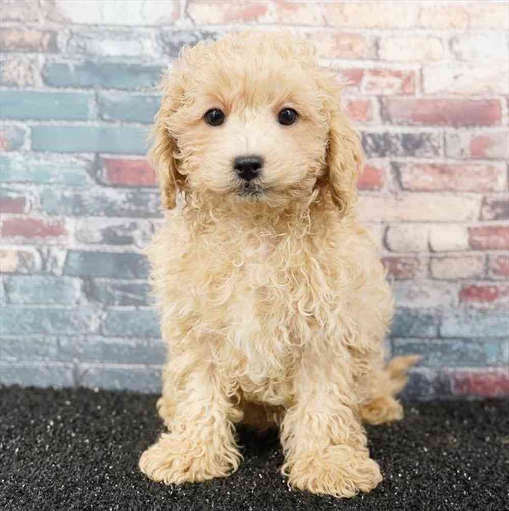 Image of a pet breed in the gallery