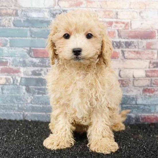 Shizapoo