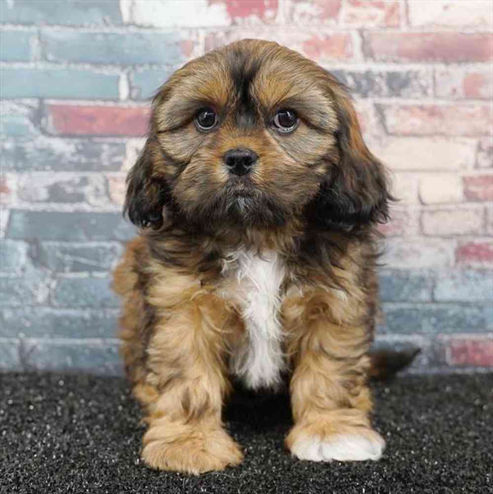 pet breed image