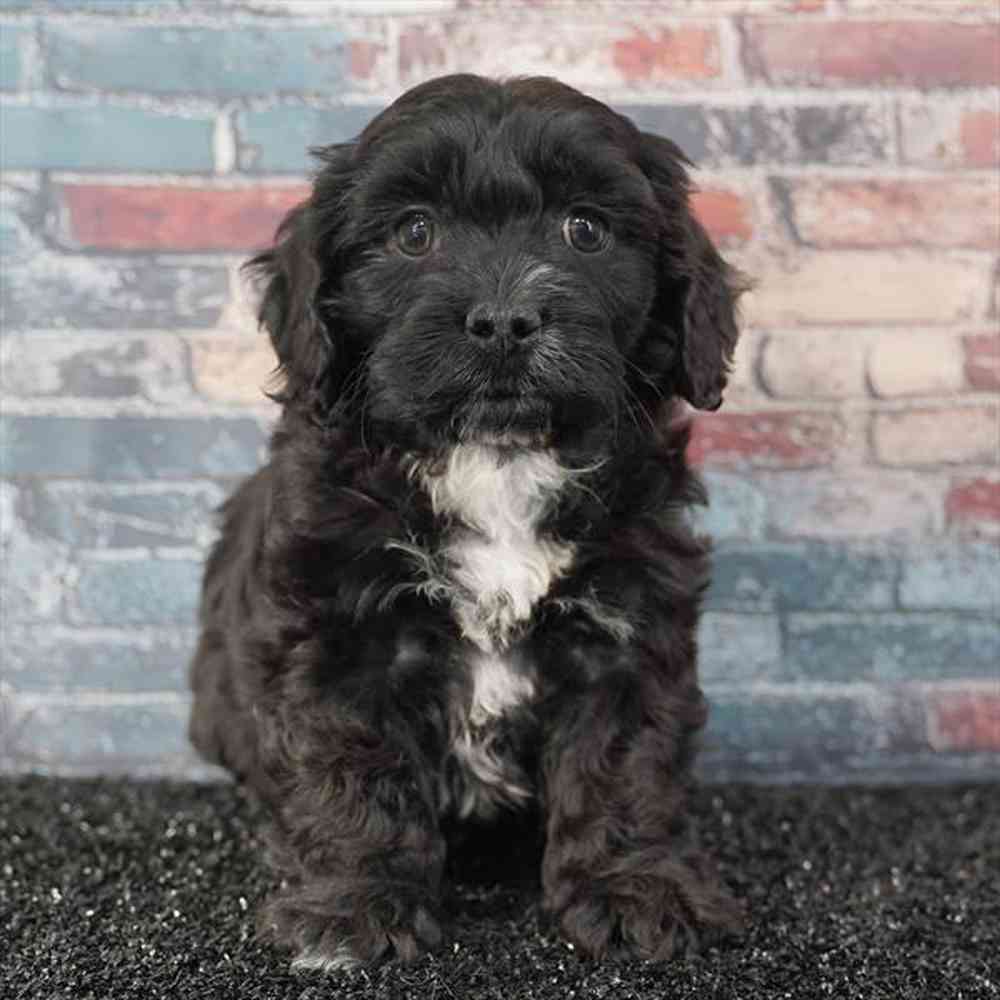 pet breed image