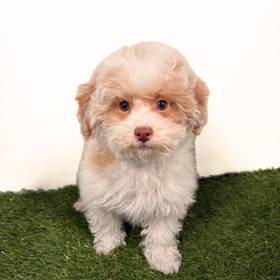 Poodle