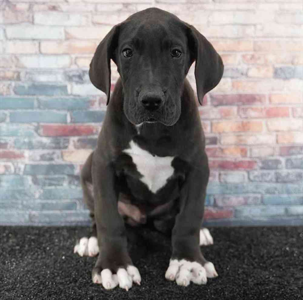 pet breed image