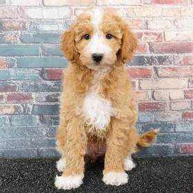 2nd Gen Mini Goldendoodle