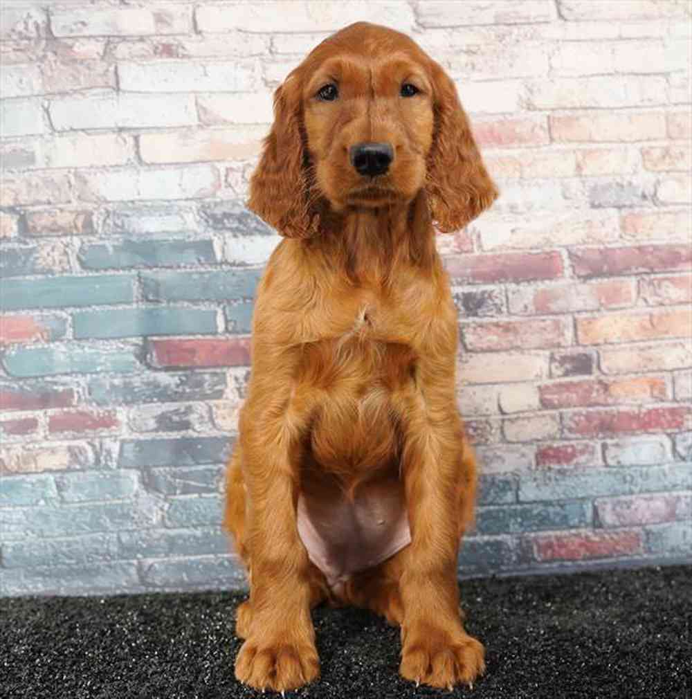 Image of a pet breed in the gallery