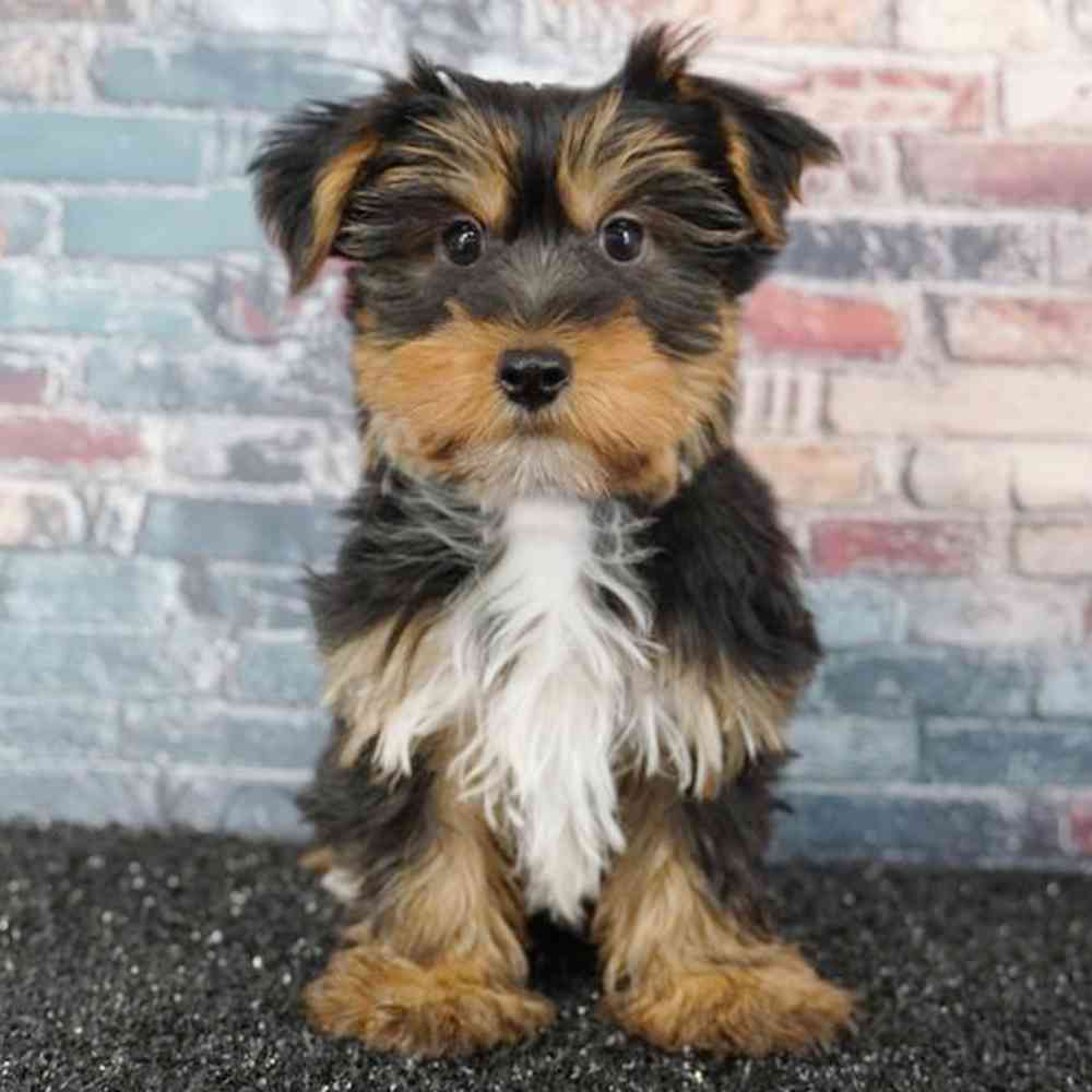 pet breed image
