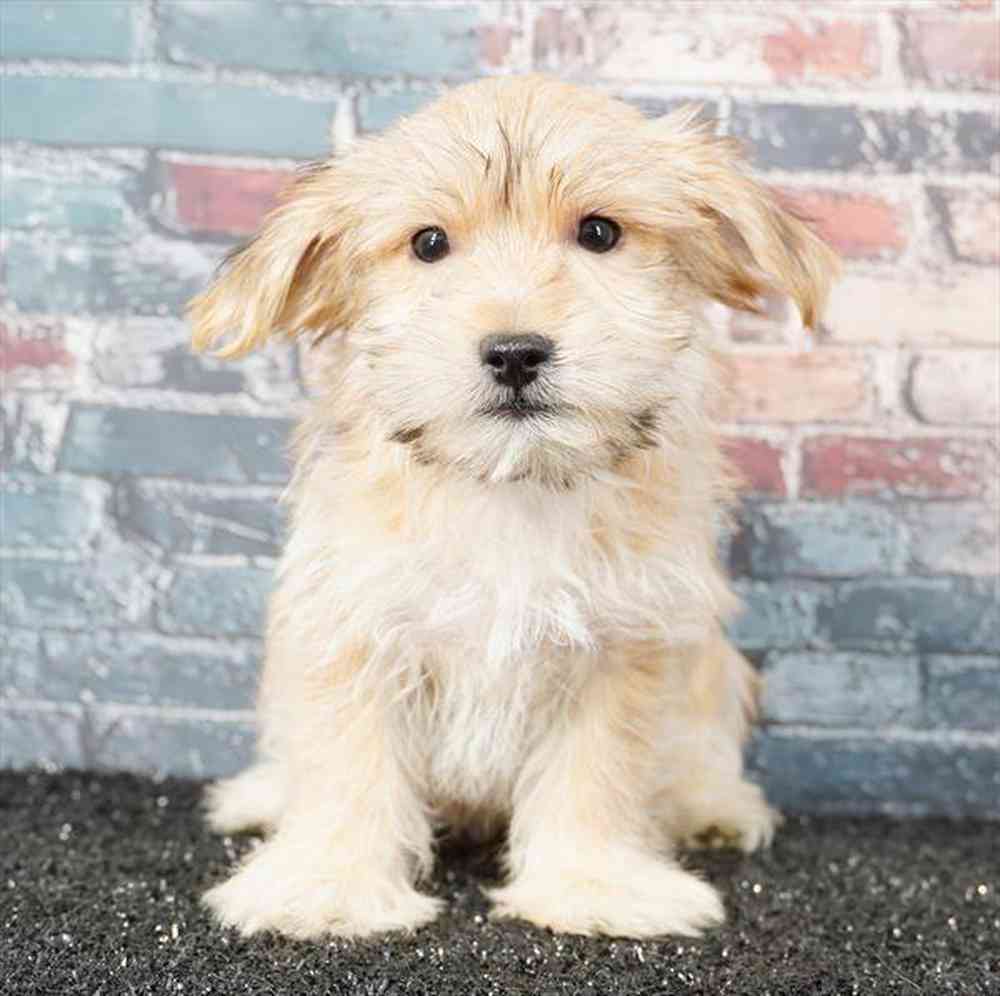 Image of a pet breed in the gallery