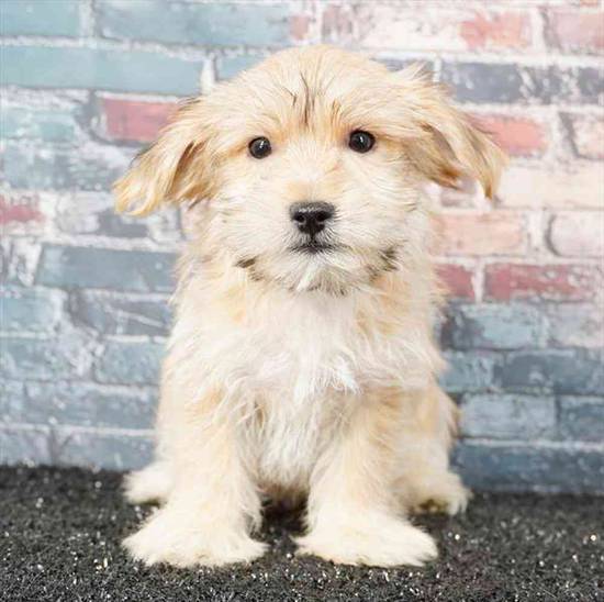 Morkie
