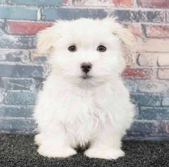 Maltese