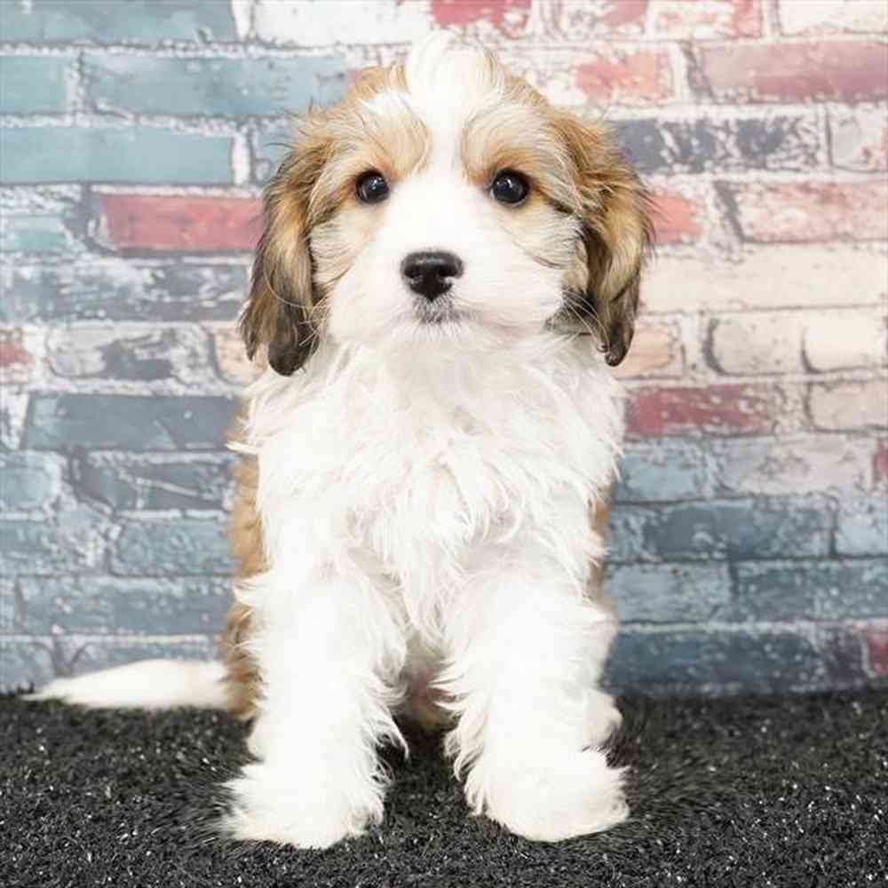 pet breed image