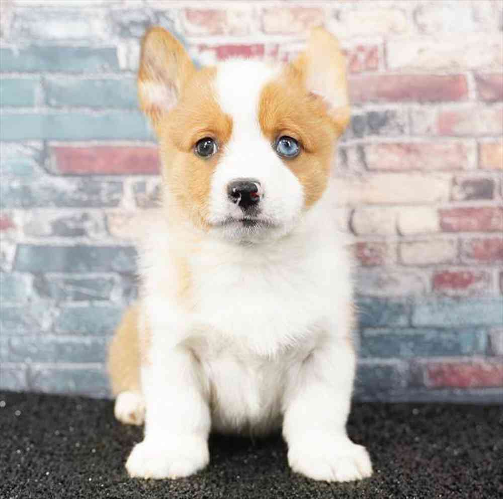 Image of a pet breed in the gallery