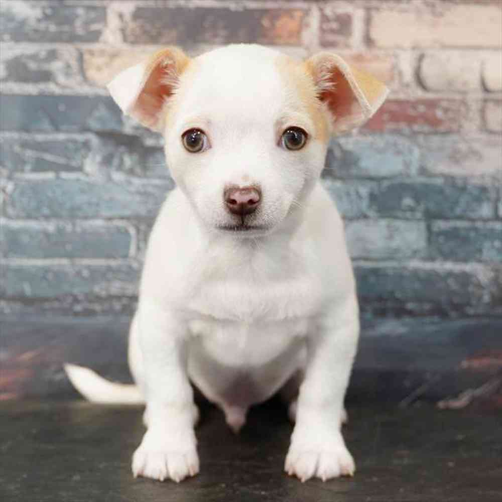 Image of a pet breed in the gallery