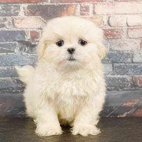 Pekingese