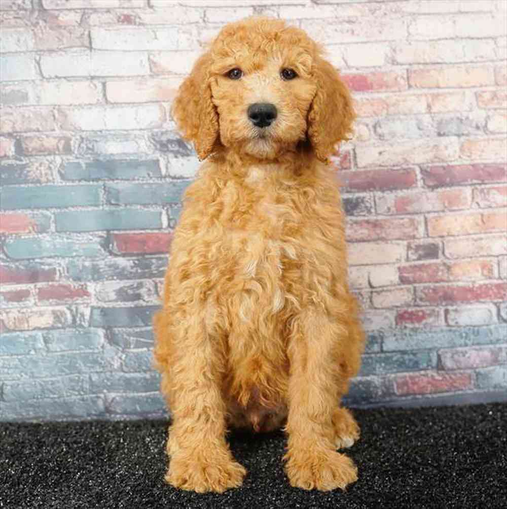 pet breed image