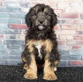 Cavapoo