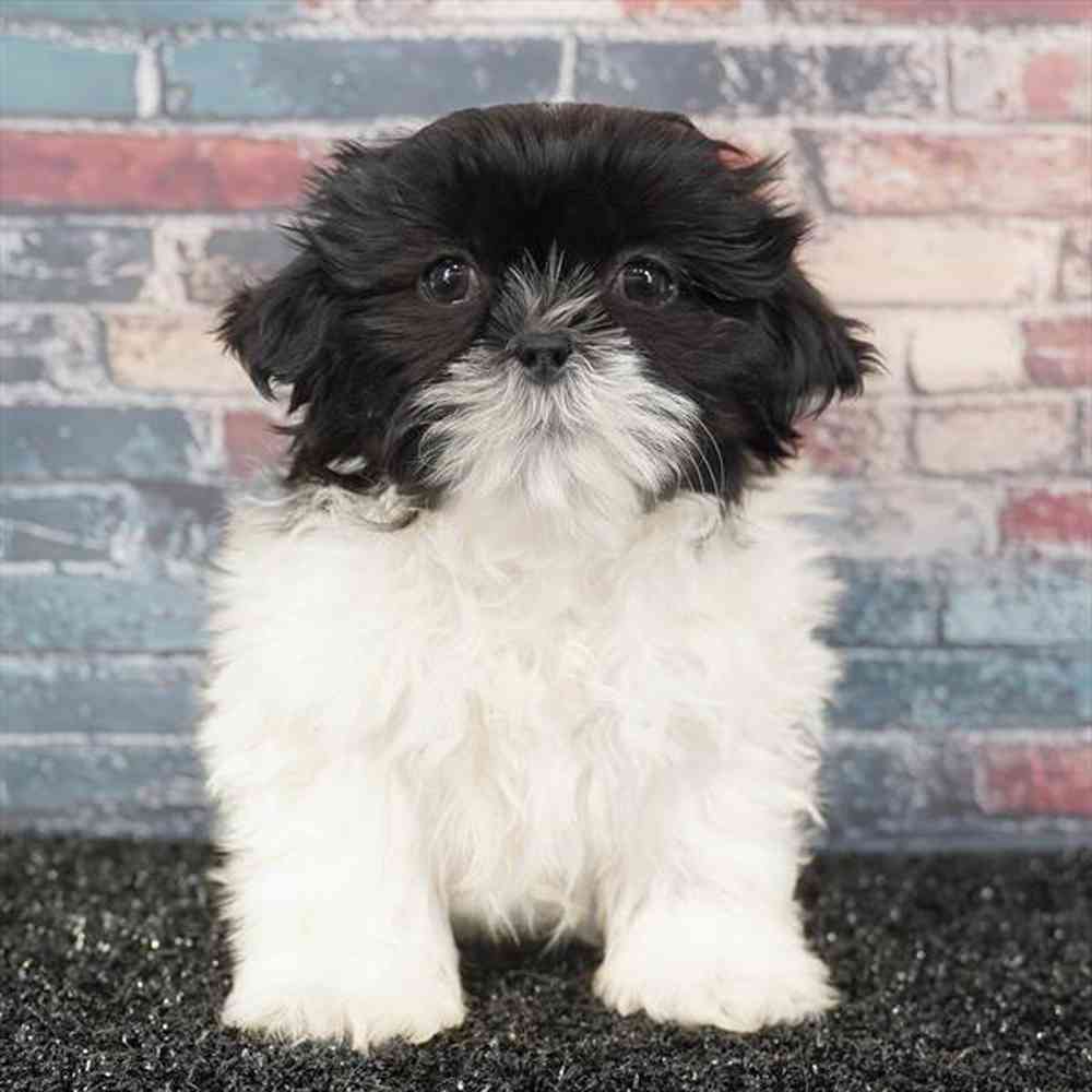 pet breed image