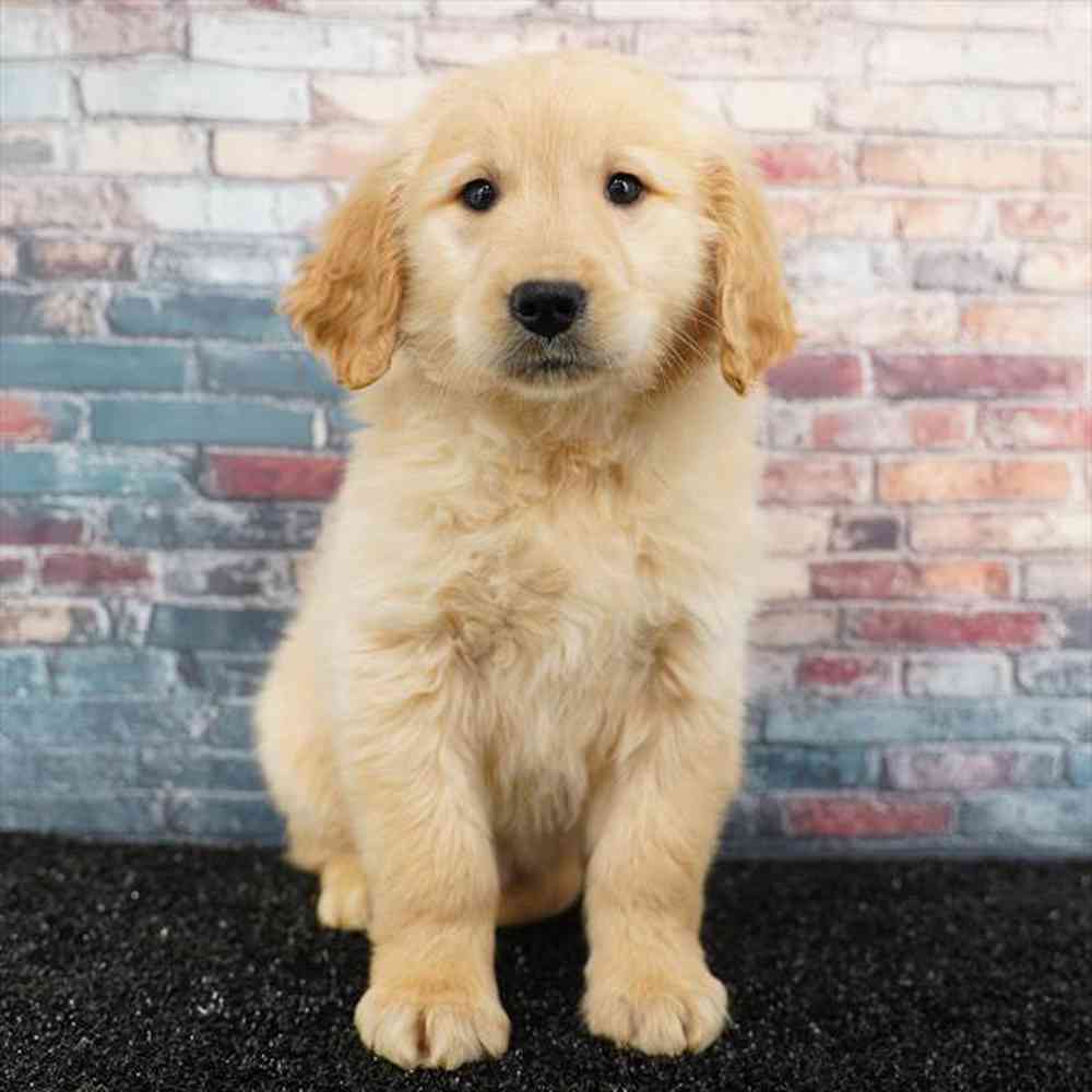 pet breed image