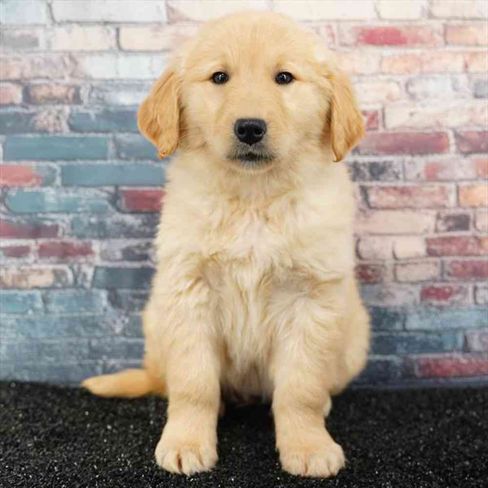 pet breed image