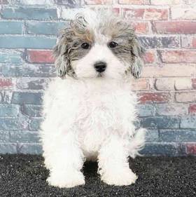 Shizapoo