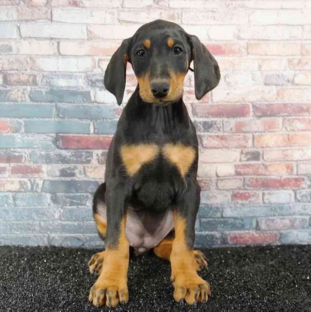Image of a pet breed in the gallery