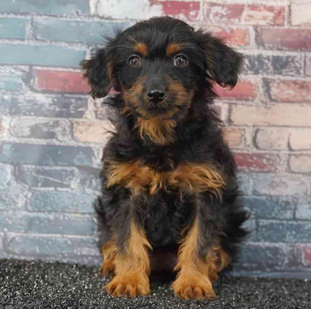 pet breed image