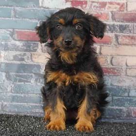 Yorkie