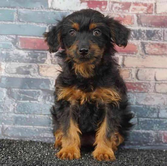 Yorkie