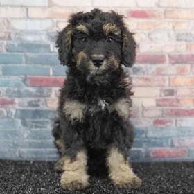Bernedoodle