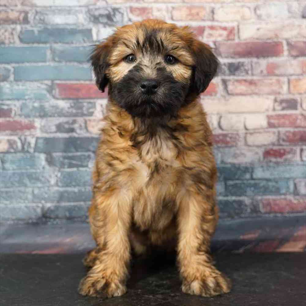 pet breed image