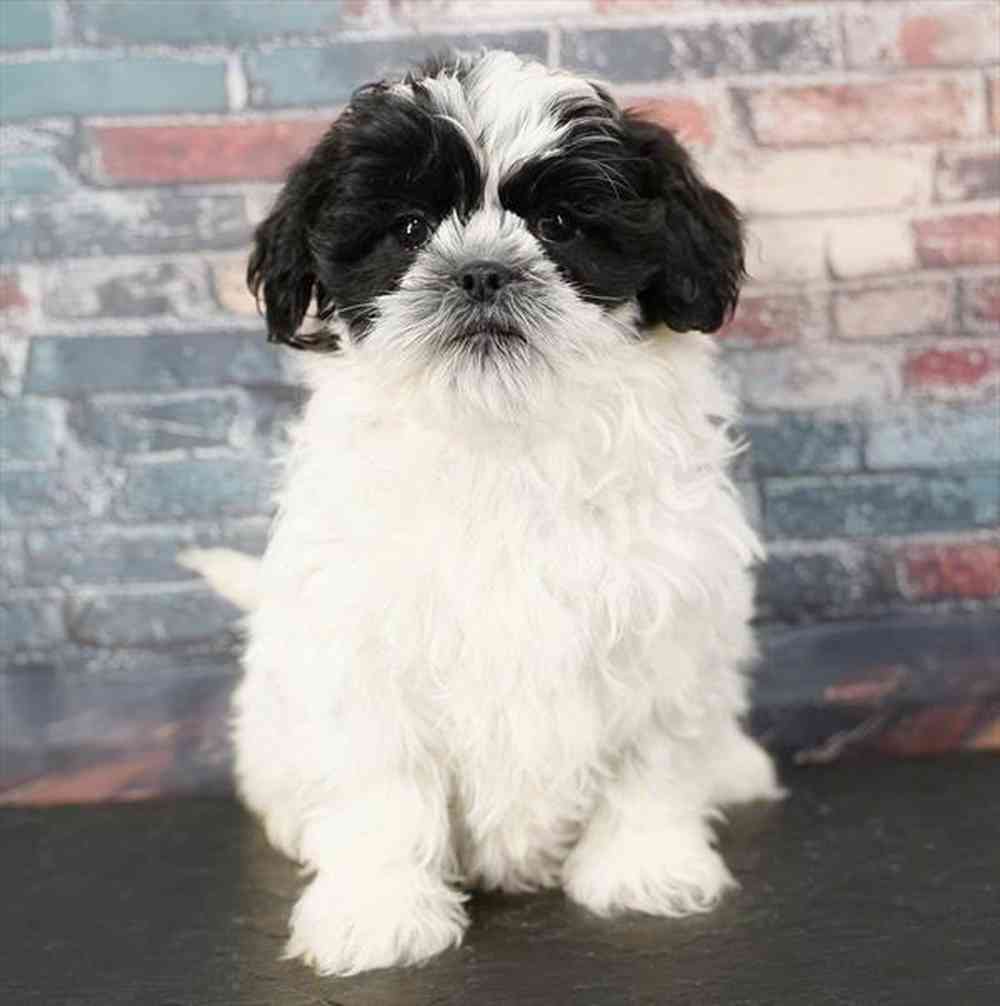 Image of a pet breed in the gallery