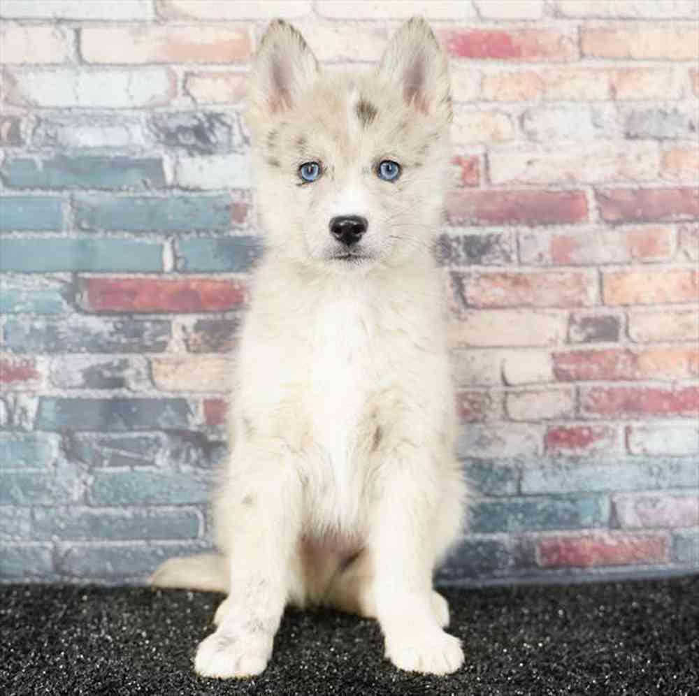 pet breed image
