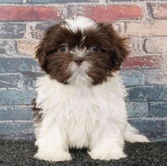 Shih Tzu