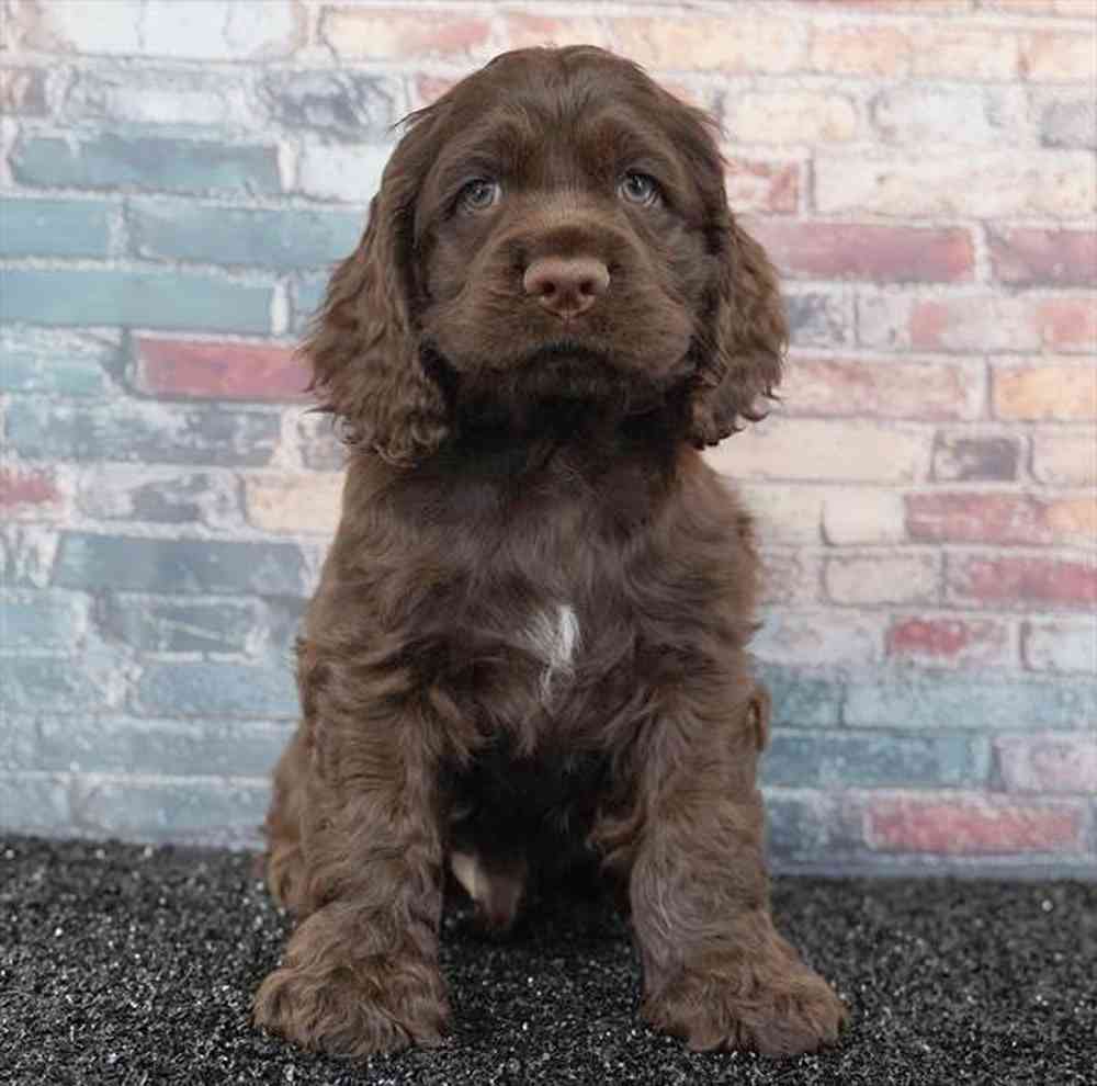 pet breed image