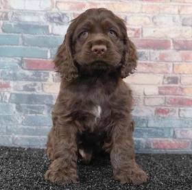 Cocker Spaniel