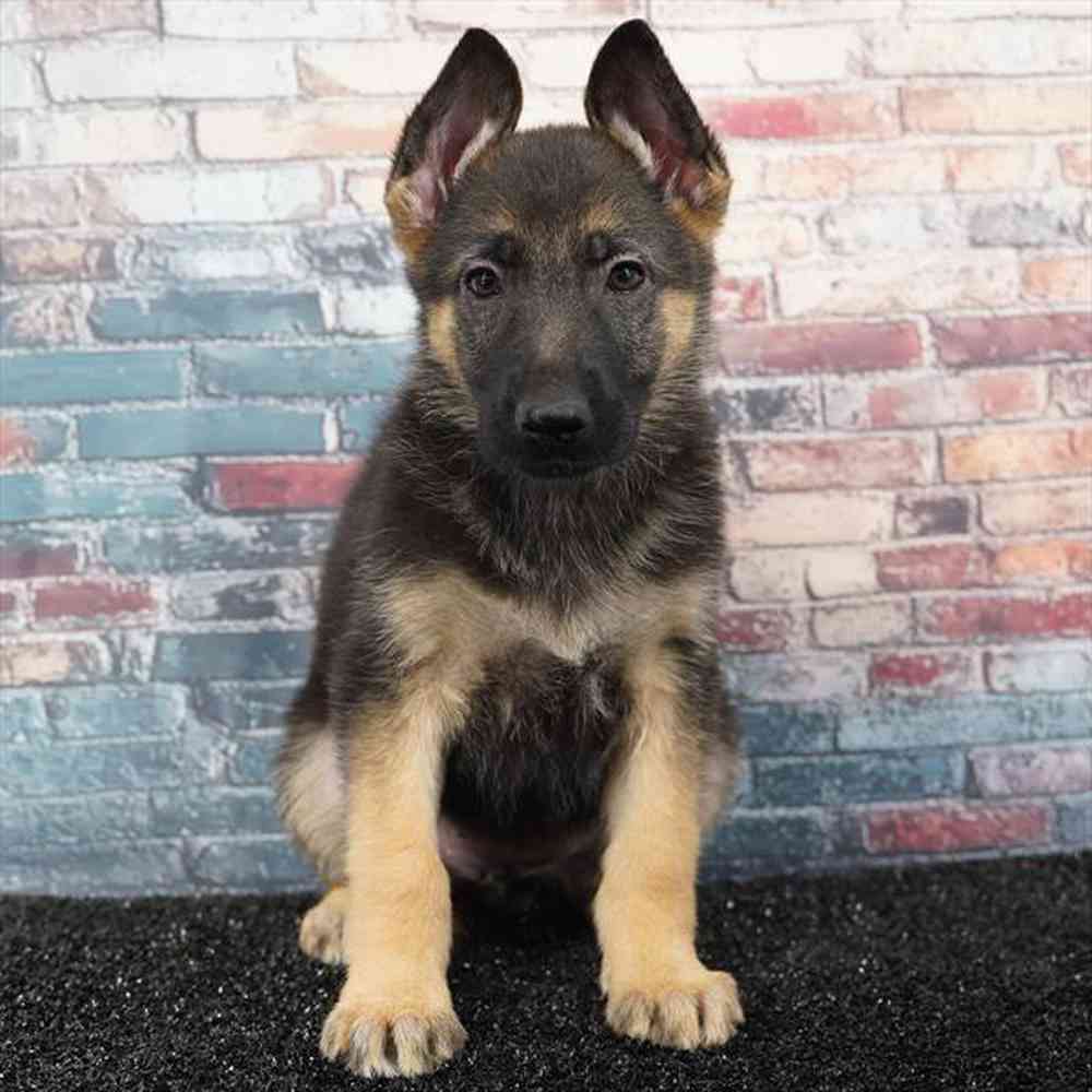 pet breed image