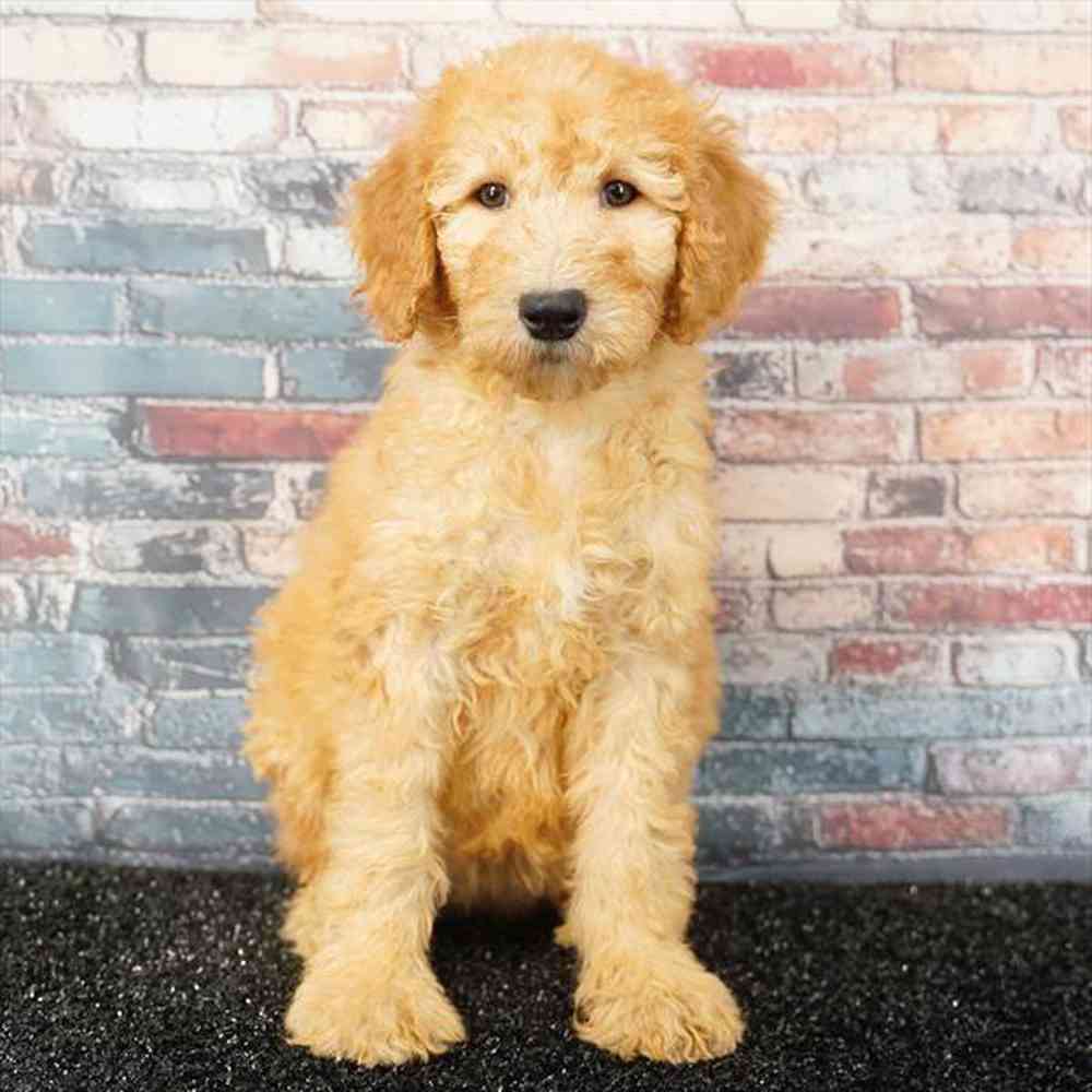 pet breed image