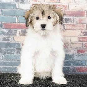 Coton De Tulear