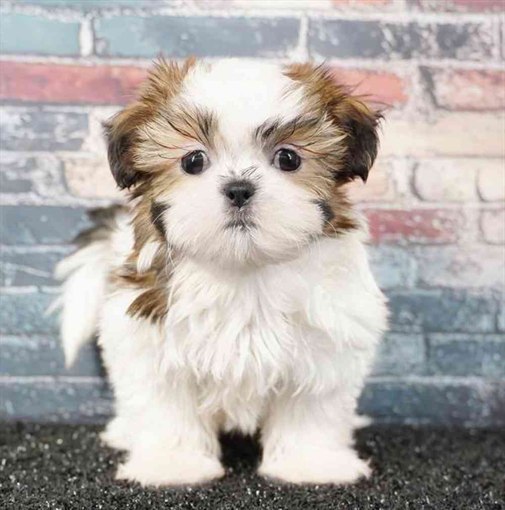 pet breed image