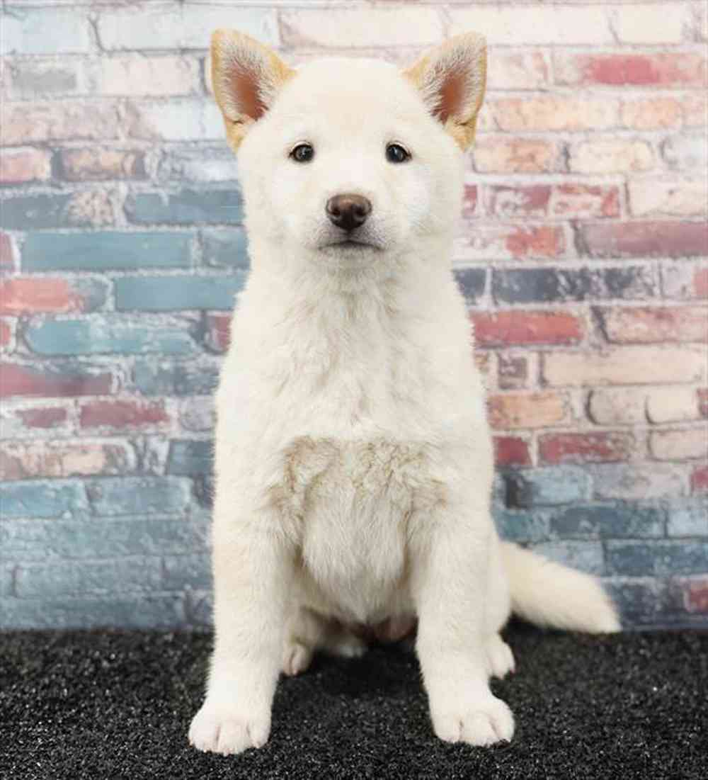 Image of a pet breed in the gallery
