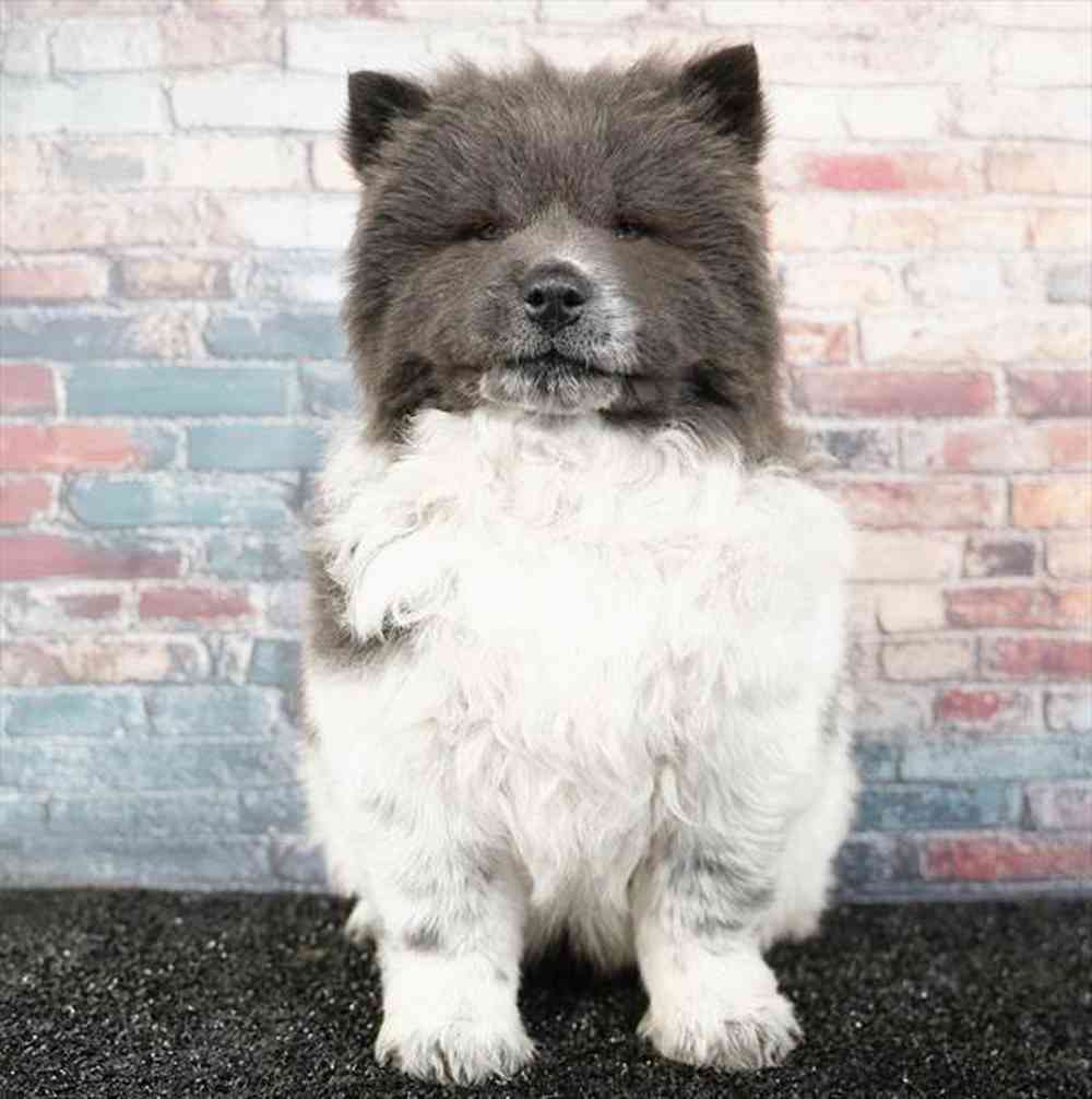 pet breed image