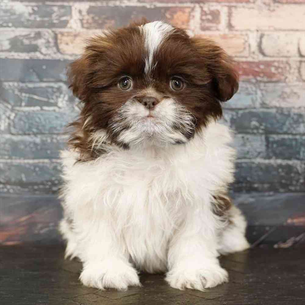 Image of a pet breed in the gallery