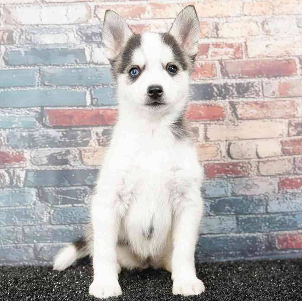 pet breed image