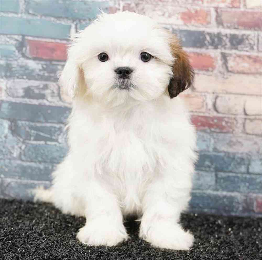 pet breed image