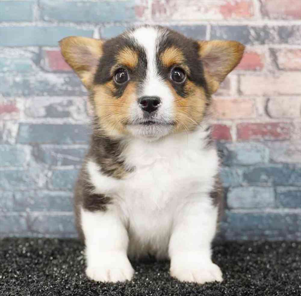 pet breed image