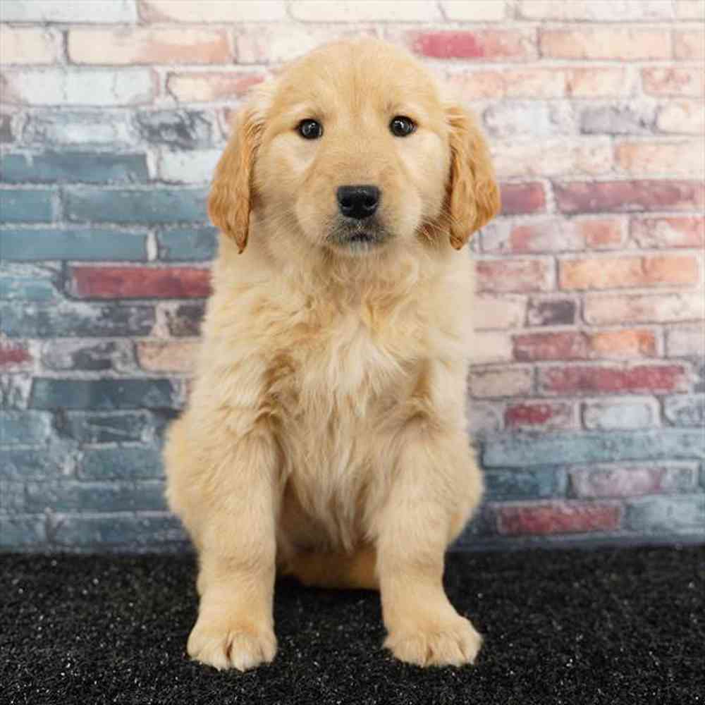 Image of a pet breed in the gallery