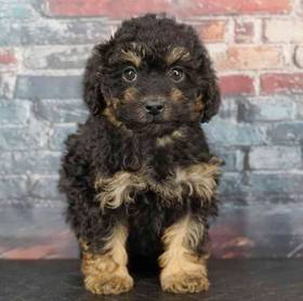 Poodle