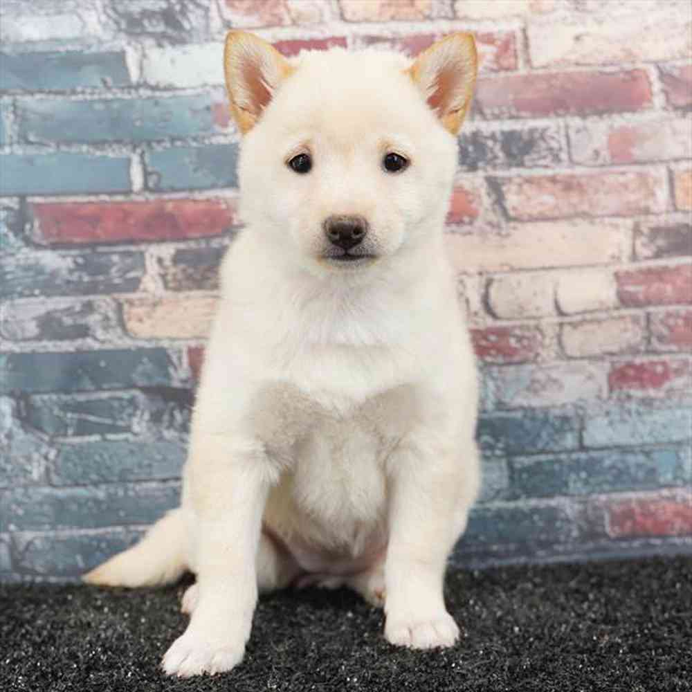 Image of a pet breed in the gallery