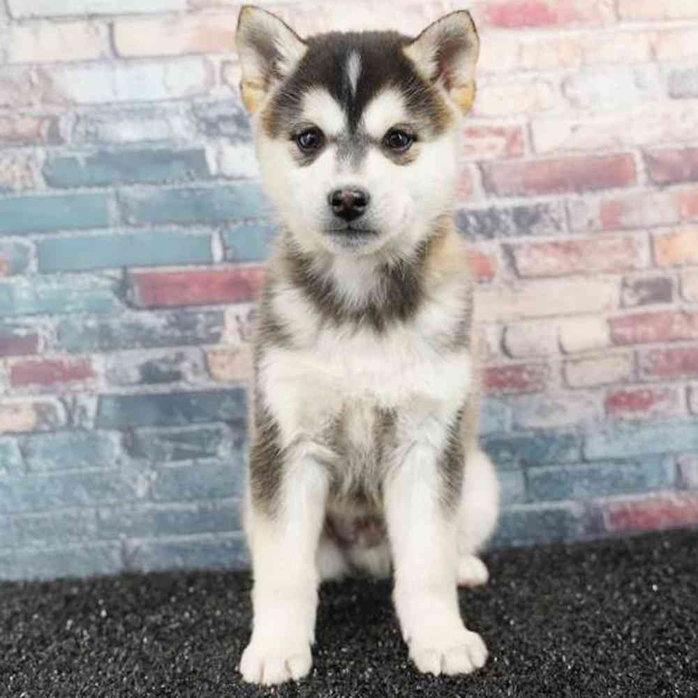 Image of a pet breed in the gallery
