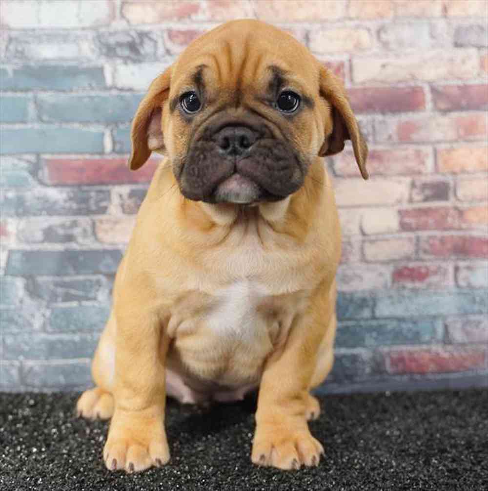 pet breed image