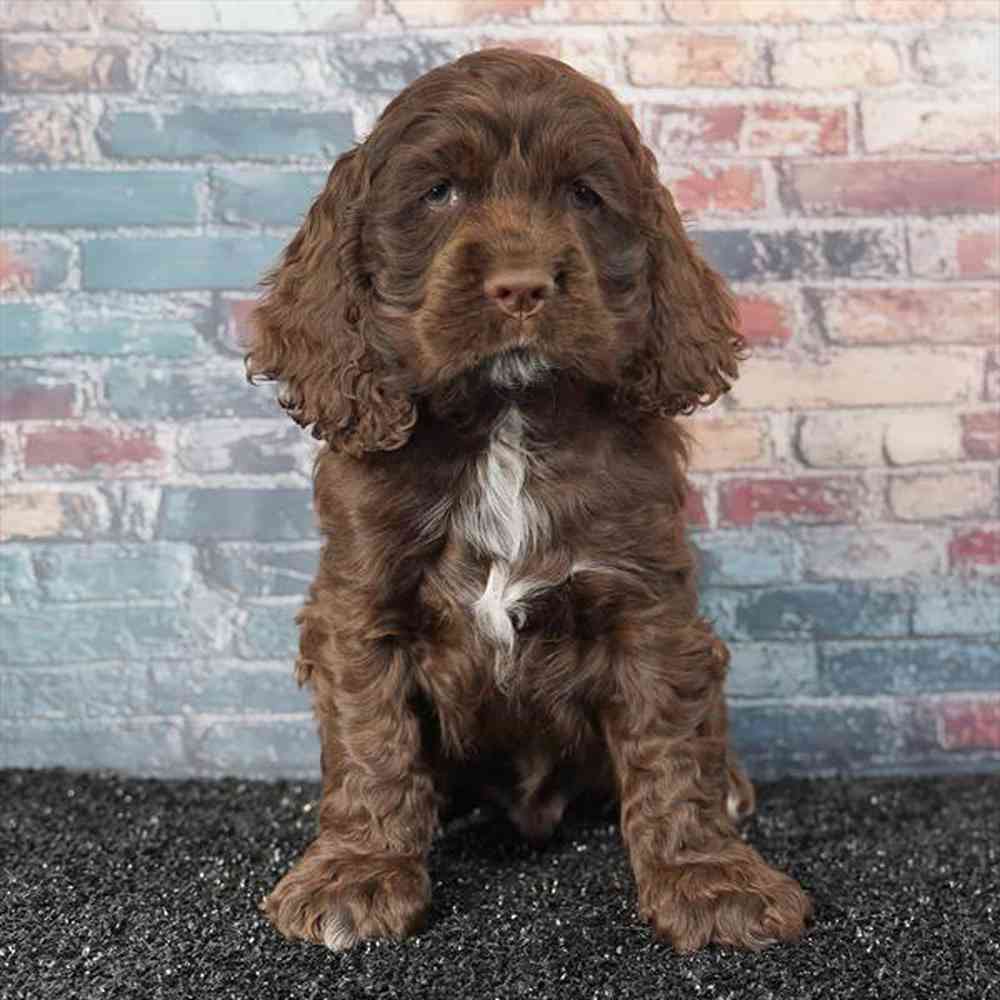 pet breed image